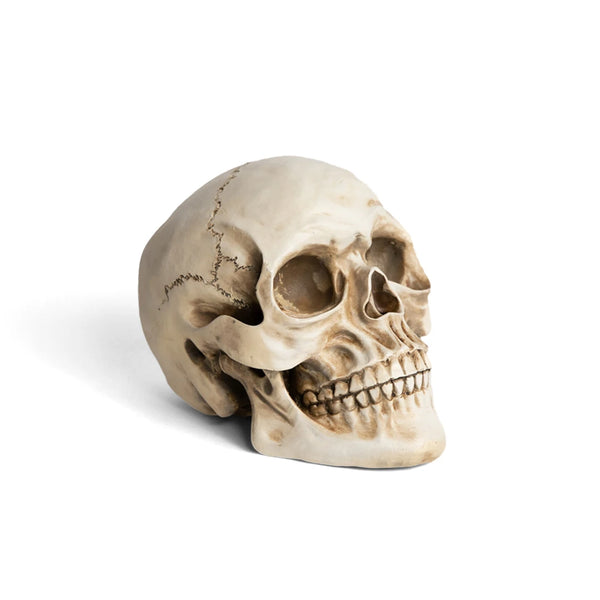 Calavera Humano Tamaño Real