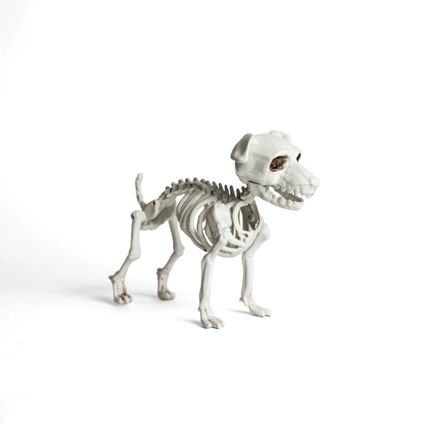 Esqueleto Perro