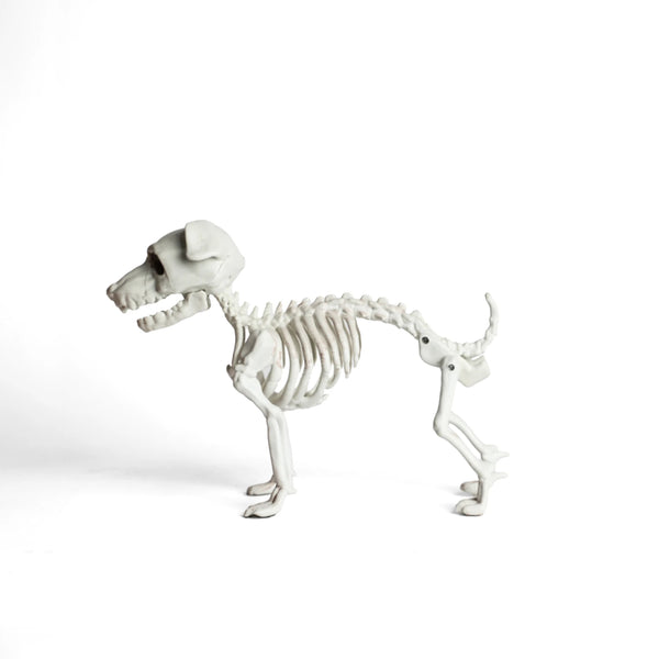 Esqueleto Perro