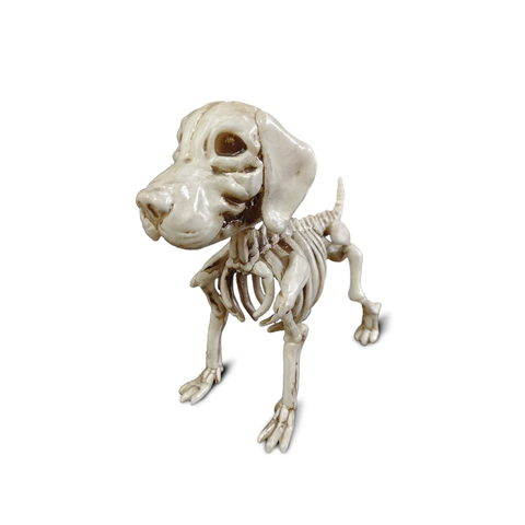 Esqueleto Perro