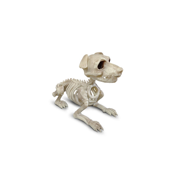 Esqueleto Perro