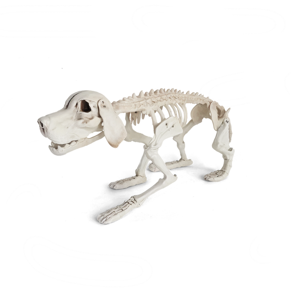 Esqueleto Decorativo de Perro 71 cm