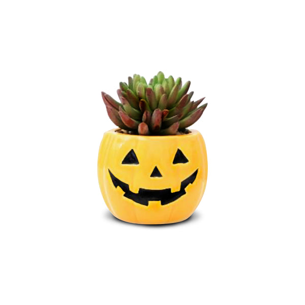 Macetero de Calabaza