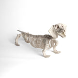 Esqueleto Perro Salchicha