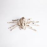 Esqueleto Araña