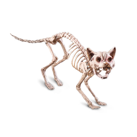 Esqueleto Gato