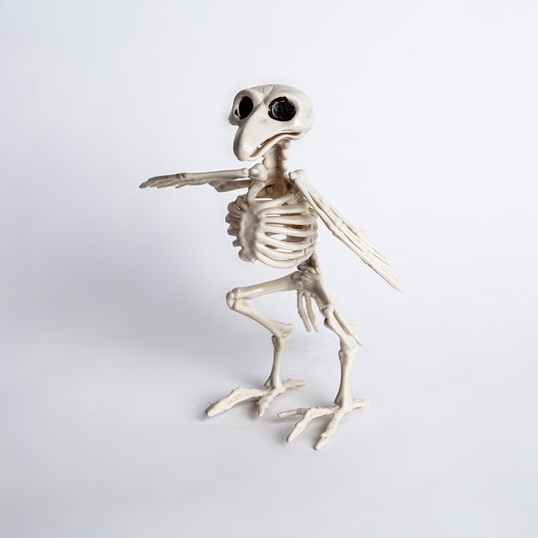 Esqueleto Pájaro